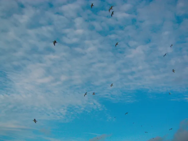 Een zwerm meeuwen, hoog in een blauwe lucht. Denk zo vrij als een vogel.